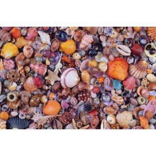 Puzzel Schelpen,1000 stukjes, Piatnik Puzzel Schelpen,1000 stukjes, Piatnik
